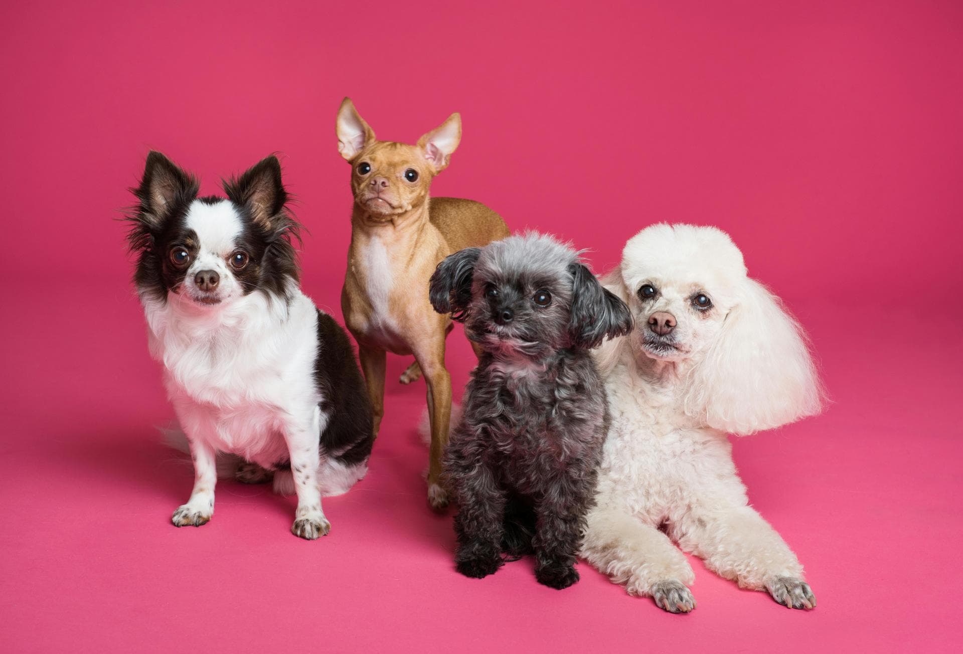 Specialist Vets in Medina